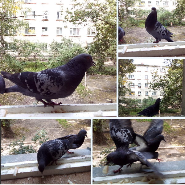 Коллаж из пяти фотографий с птицами на окне
