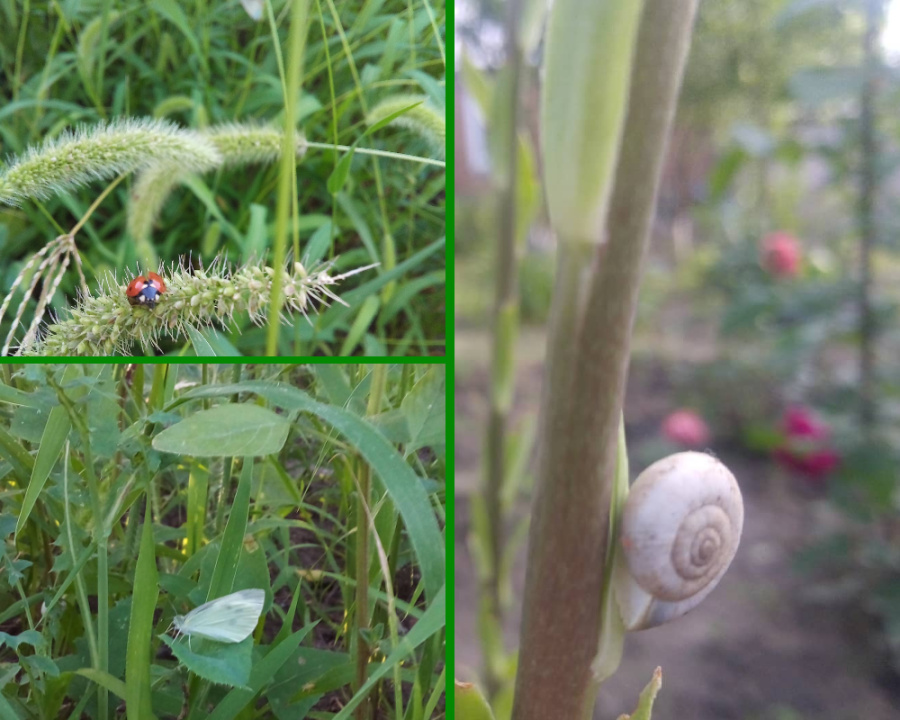 Коллаж из трёх фотографий на тему природы