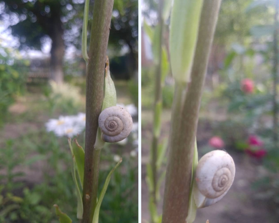 Коллаж из двух фотографий